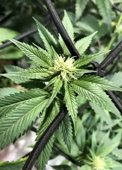 Space Ghost OG by The Bank Genetics, Photoperiod cannabis strain
