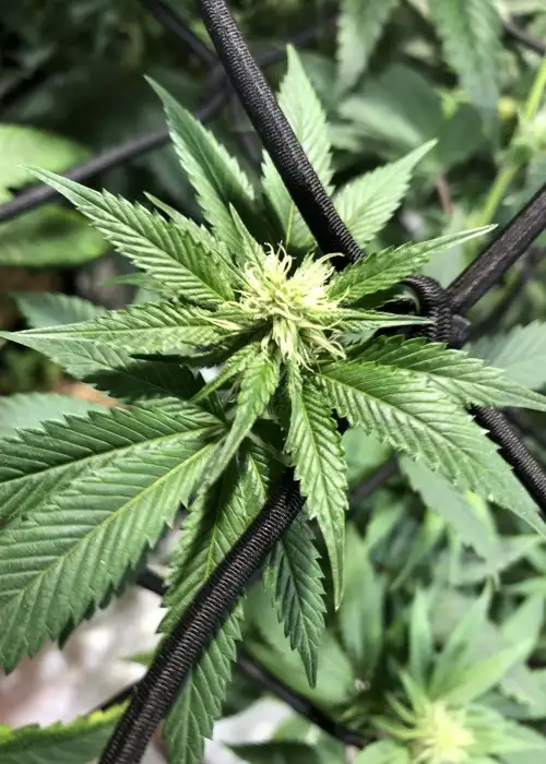 Space Ghost OG by The Bank Genetics, Photoperiod cannabis strain