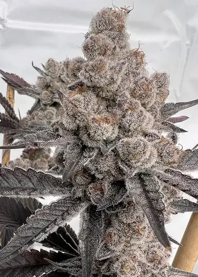 Space Juice by Solfire Gardens, Photoperiod cannabis strain