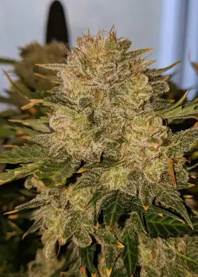 Space Mango Auto by KC Brains, Autoflower cannabis strain