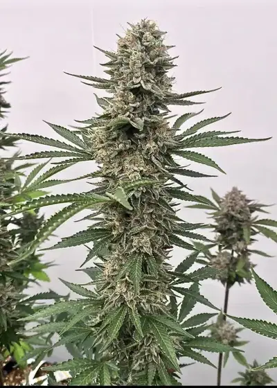 Space Panda by Atlas Seed, Photoperiod cannabis strain
