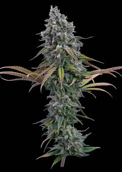 Space Queen XX by Brothers Grimm Seeds, Photoperiod cannabis strain