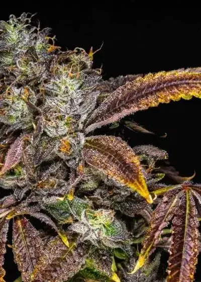 Space Runtz x Zoda by Umami Seed Co, Photoperiod cannabis strain