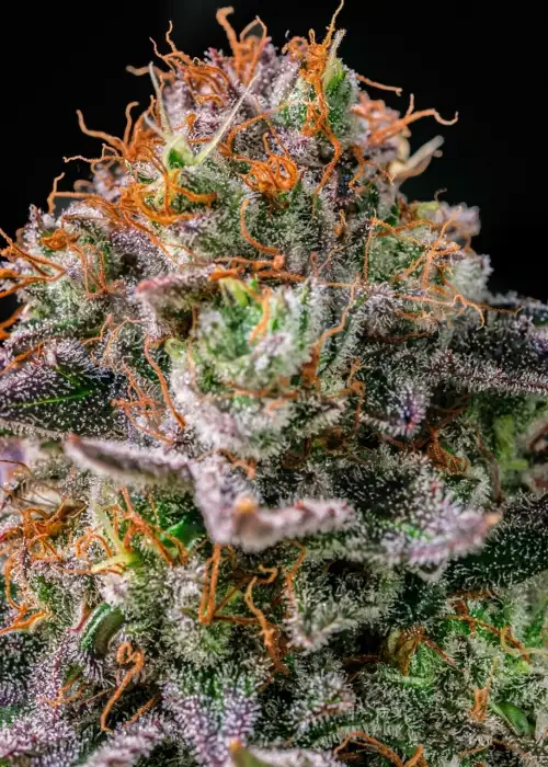 Space Runtz by Tiki Madman, Photoperiod cannabis strain