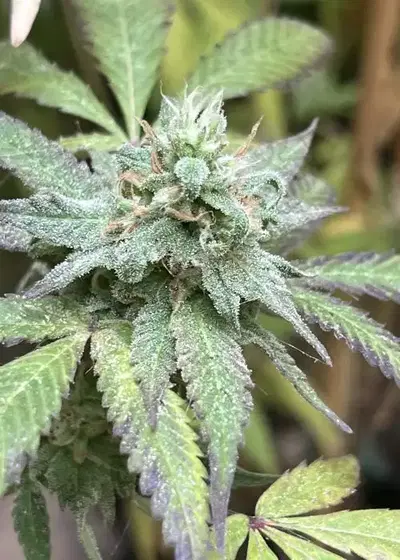 Specimen X by Clearwater Genetics, Photoperiod cannabis strain
