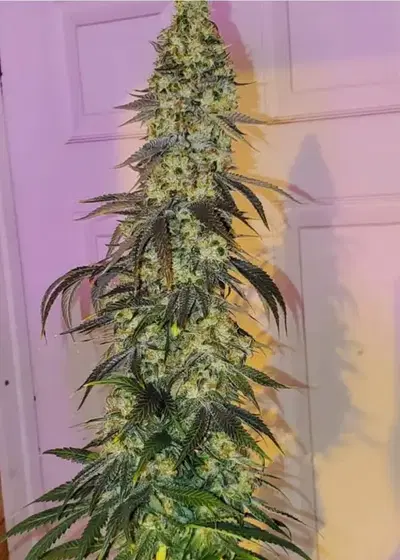 Spectre by Brother Mendel’s Selection, Photoperiod cannabis strain