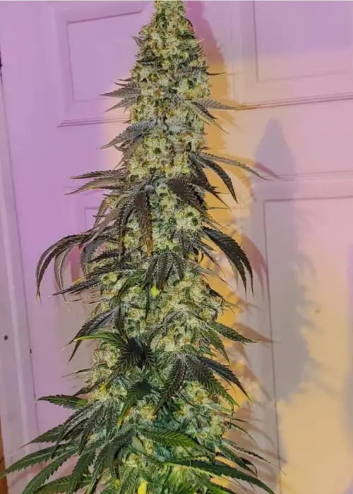 Spectre by Brother Mendel’s Selection, Photoperiod cannabis strain