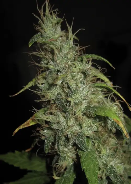 Spice by Mr.Nice, Photoperiod cannabis strain