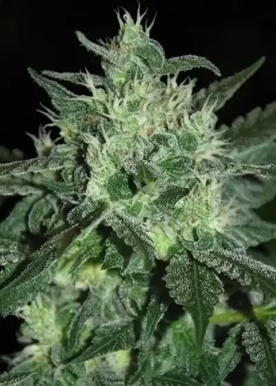 Spicy White Devil by Samsara Seeds, Photoperiod cannabis strain