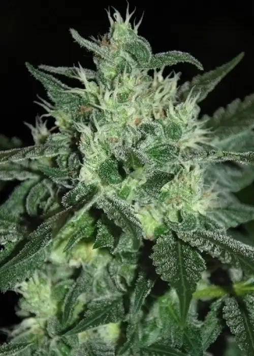 Spicy White Devil by Samsara Seeds, Photoperiod cannabis strain