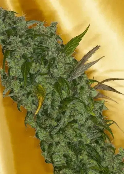 SpiderBite V2 by Dynasty Seeds, Photoperiod cannabis strain