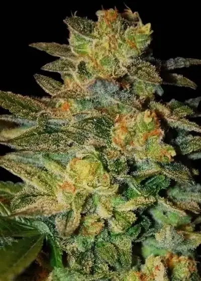 Spiritual Punk by Samsara Seeds, Photoperiod cannabis strain