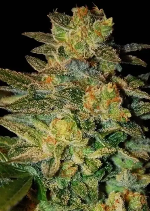 Spiritual Punk by Samsara Seeds, Photoperiod cannabis strain