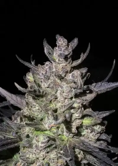 SPK by Dark Heart Nursery, Photoperiod cannabis strain