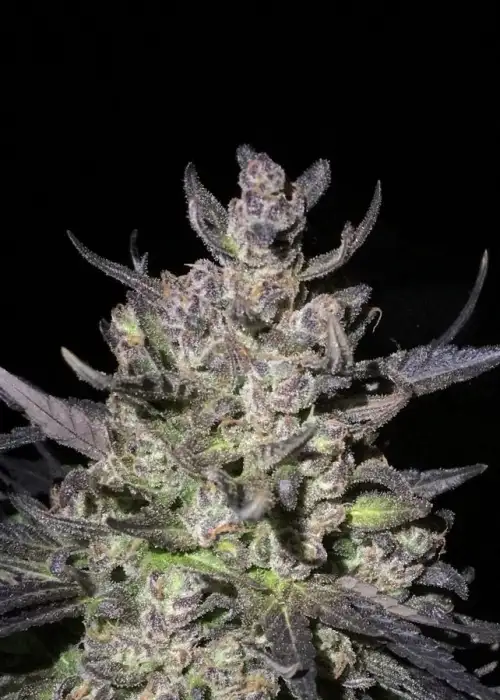 SPK by Dark Heart Nursery, Photoperiod cannabis strain