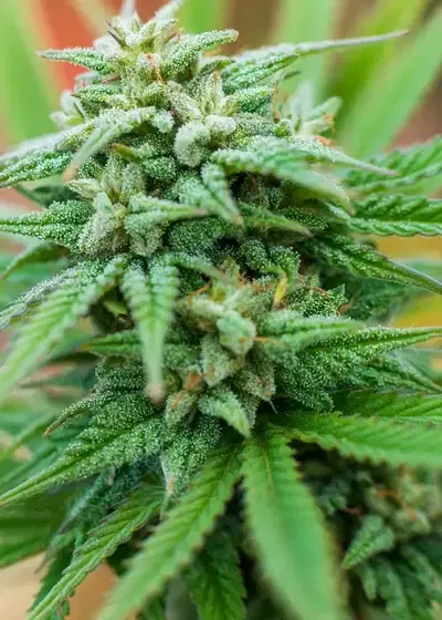 Spliff Cheese Automatic by Spliff Seeds, Autoflower cannabis strain