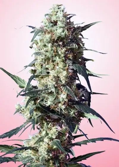Spliffs Strawberry by Spliff Seeds, Photoperiod cannabis strain