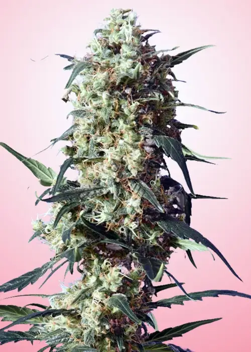 Spliffs Strawberry by Spliff Seeds, Photoperiod cannabis strain