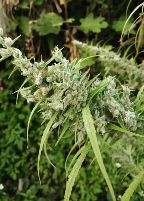Spontanica by KC Brains, Photoperiod cannabis strain
