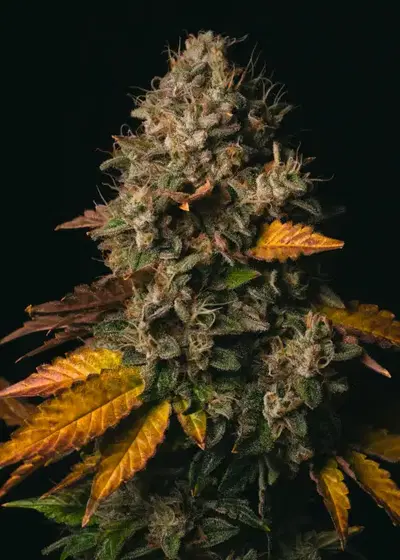 Spooky OG by Pure Instinto, Photoperiod cannabis strain