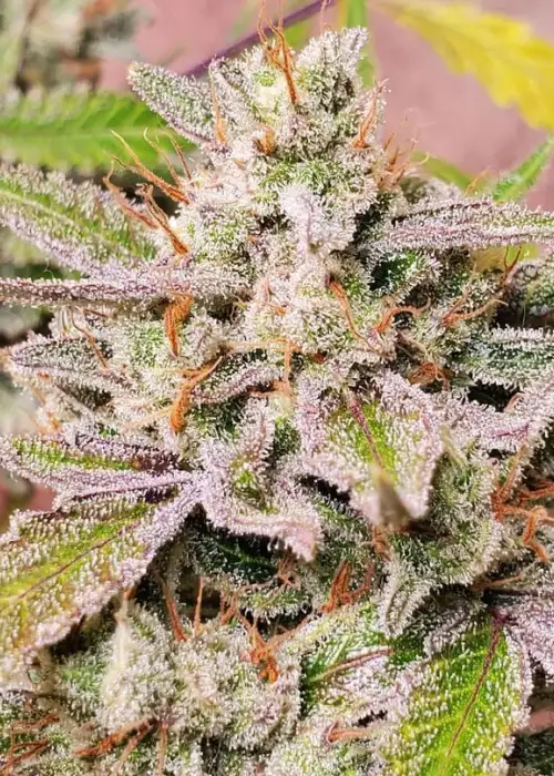 Spotless Mind by Night Owl Seeds, Autoflower cannabis strain
