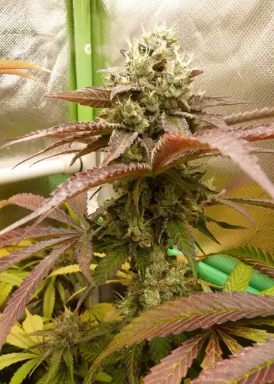Spritz by Perfect Tree, Photoperiod cannabis strain