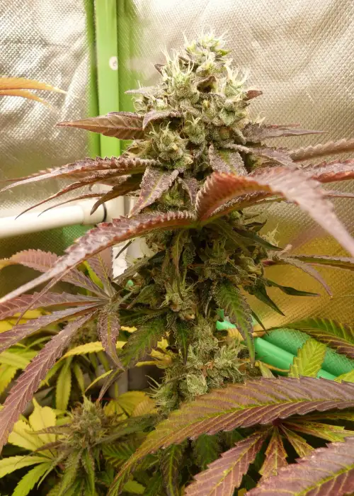 Spritz by Perfect Tree, Photoperiod cannabis strain