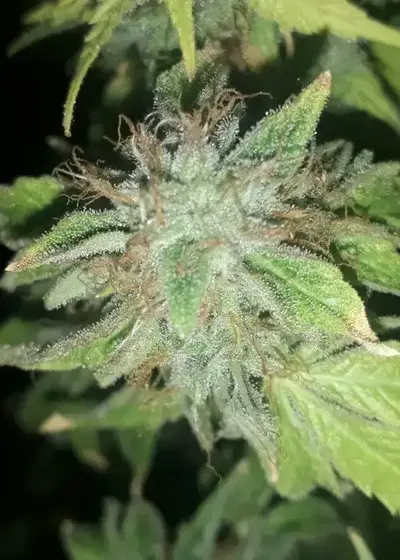 Spumoni by The Plug Seedbank, Photoperiod cannabis strain