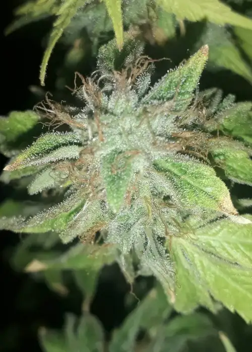 Spumoni by The Plug Seedbank, Photoperiod cannabis strain