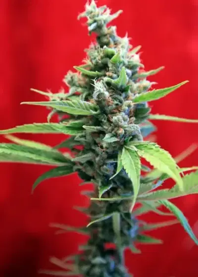 Sra. Amparo by Reggae Seeds, Photoperiod cannabis strain