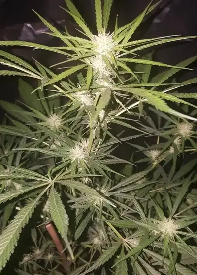 SSH F4 by Dynasty Seeds, Photoperiod cannabis strain