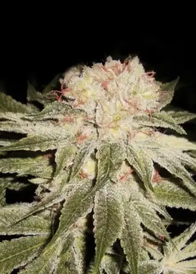 Star 99 by Shaman Genetics, Photoperiod cannabis strain
