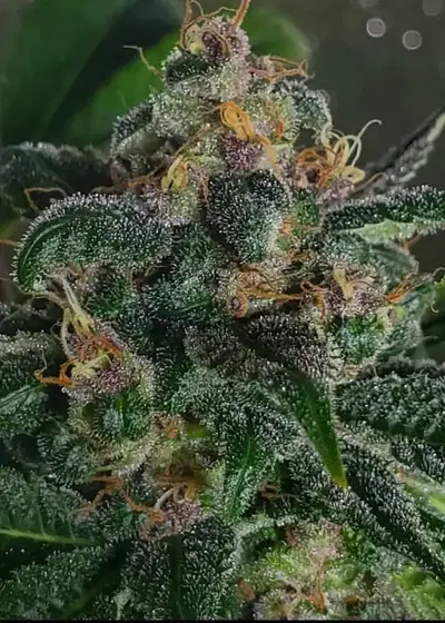 Star Cookies by Top Dawg Seeds, Photoperiod cannabis strain