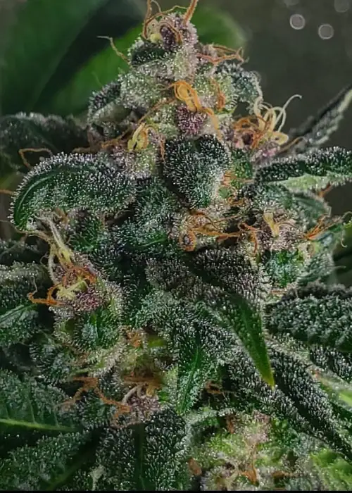 Star Cookies by Top Dawg Seeds, Photoperiod cannabis strain