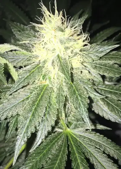 Star Dawg by Top Dawg Seeds, Photoperiod cannabis strain