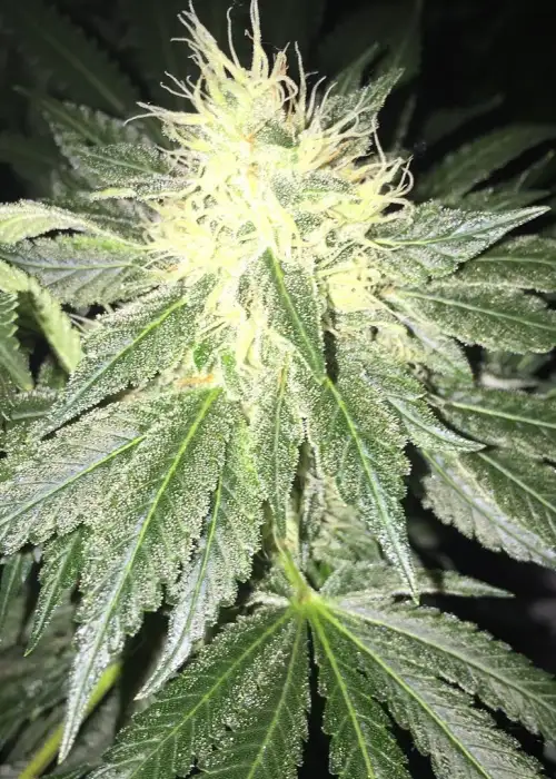 Star Dawg by Top Dawg Seeds, Photoperiod cannabis strain