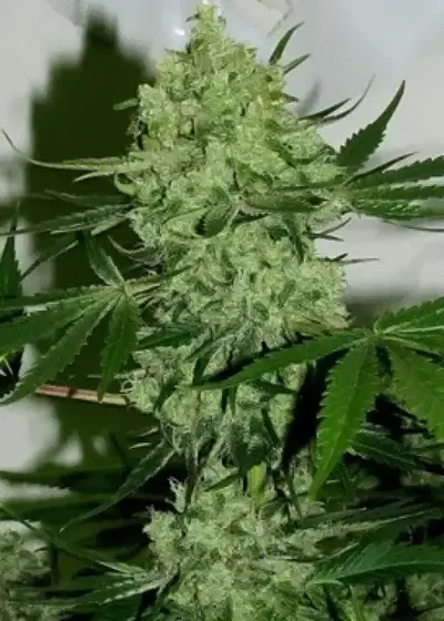 Star Doggie by Feminised Seeds Company, Photoperiod cannabis strain