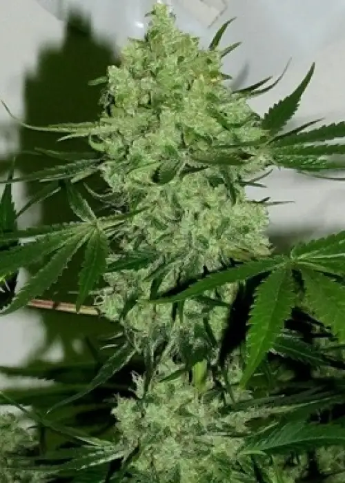 Star Doggie by Feminised Seeds Company, Photoperiod cannabis strain