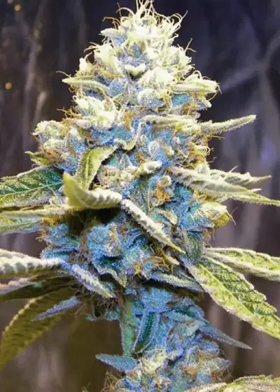 Star Killer OG by Rare Dankness, Photoperiod cannabis strain
