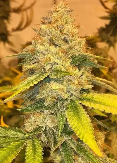 Star Kush cannabis strain