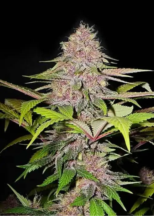 Star Pupil by Mass Medical Strains, Photoperiod cannabis strain