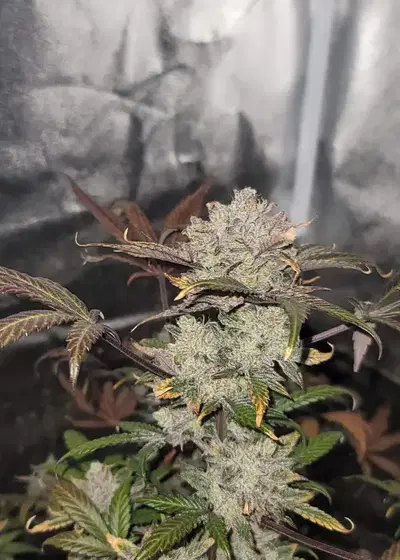 Star Spangled Banner 3 by Night Owl Seeds, Autoflower cannabis strain