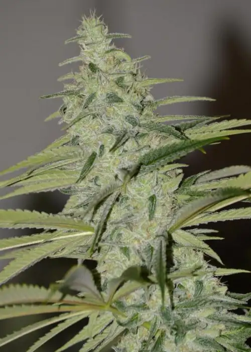 Star Struck by Irie Genetics, Photoperiod cannabis strain