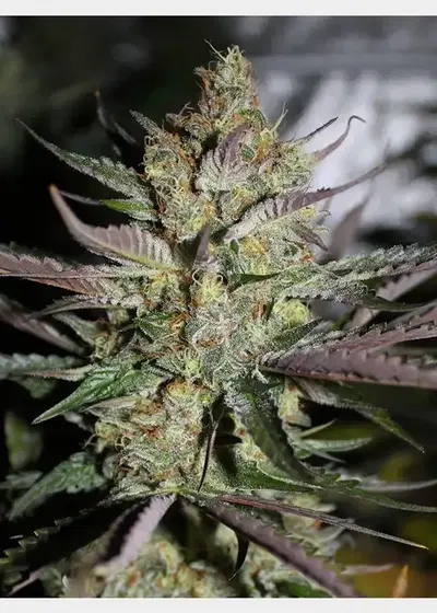 Starberry by Cannaventure Seeds, Photoperiod cannabis strain