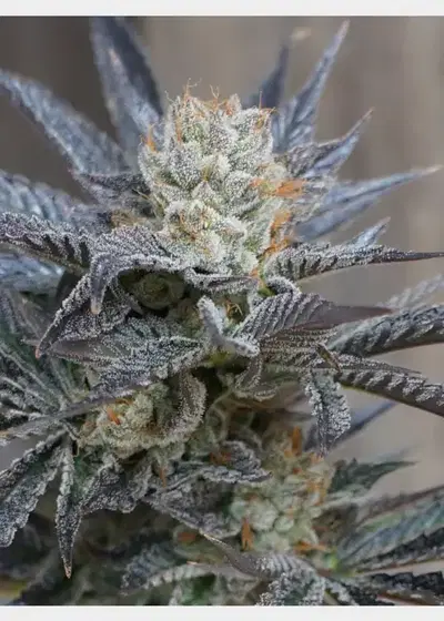 StarBud Sister by HortiLab Seeds, Photoperiod cannabis strain