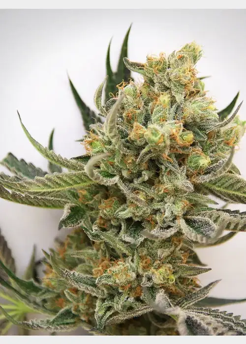 Starbud by HortiLab Seeds, Photoperiod cannabis strain