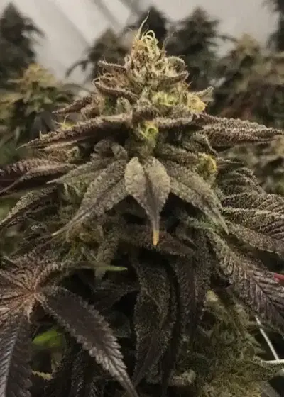 Starcake by Pheno Finder Seeds, Photoperiod cannabis strain