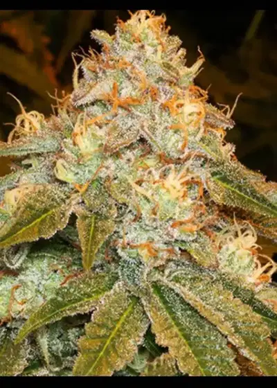 Stardawg by Herbies USA Express, Photoperiod cannabis strain