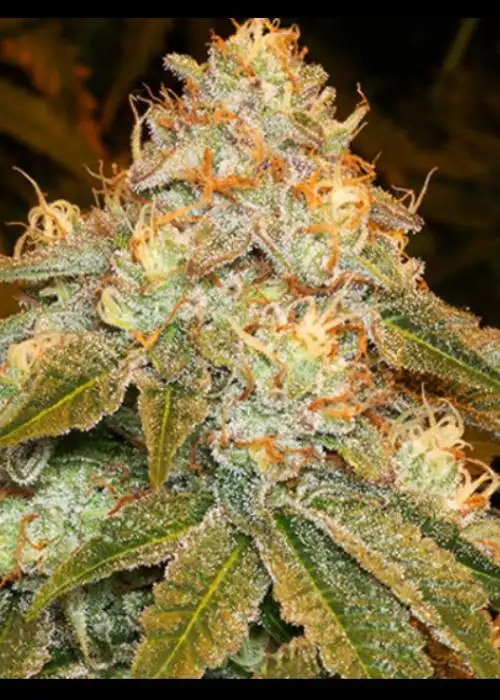Stardawg by Herbies USA Express, Photoperiod cannabis strain