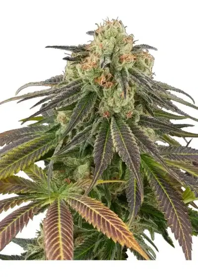 Stardust Kush cannabis strain